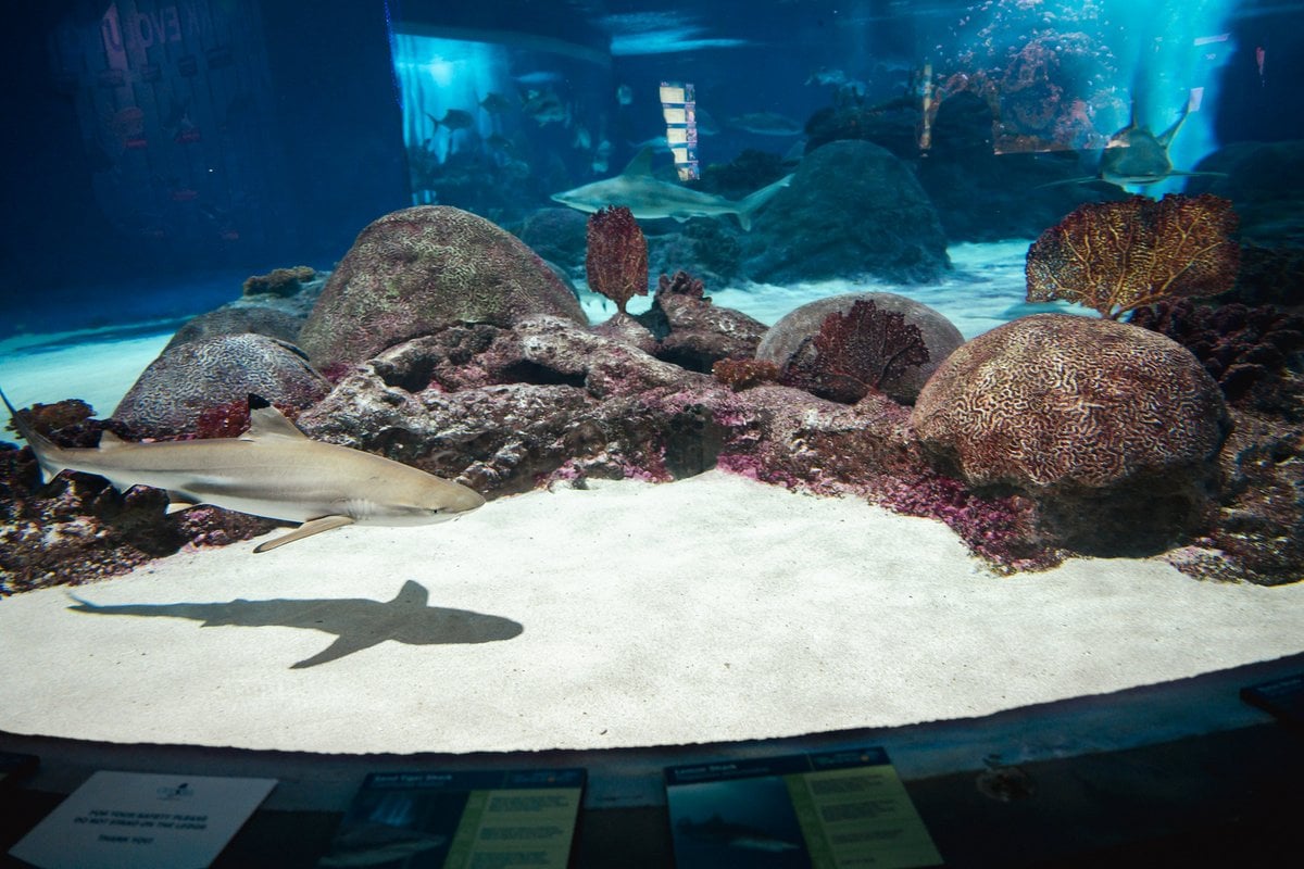 OdySea Aquarium - Gallery Image 1